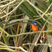 Blue-eared Kingfisher